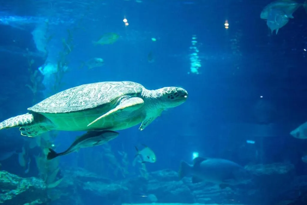 **** 酒店 Ramada Encore By Wyndham Busan Haeundae 韩国